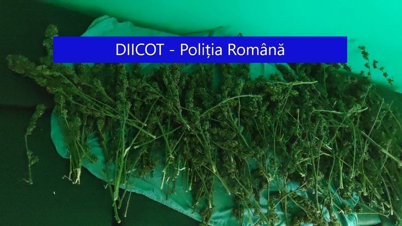 Polițiștii din Cernavodă au descoperit 100 de kilograme de cannabis: Un bărbat a fost reținut