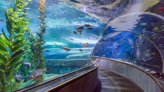 VIDEO | Se va construi un nou acvariu cu pinguini și rechini, la Constanța