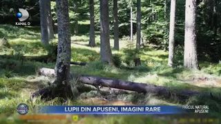 Lupii din Apuseni, imagini rare