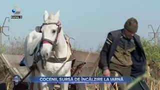 Cocenii, sursă de &icirc;ncălzire la iarnă