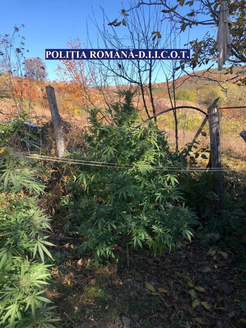 Polițiștii din Bacău au reținut două pesoane sub acuzația de trafic de droguri după ce au descoperit culturi de canabis outdoor