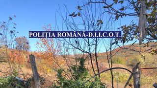 Polițiștii din Bacău au reținut două pesoane sub acuzația de trafic de droguri după ce au descoperit culturi de canabis outdoor