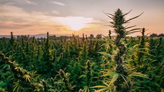 Polițiștii din Bacău au reținut două pesoane sub acuzația de trafic de droguri după ce au descoperit culturi de canabis outdoor