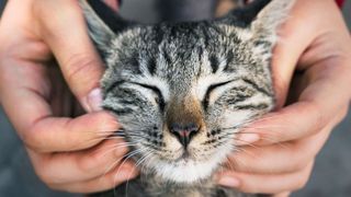 Aplicația care oferă indicii despre starea de sănătate a pisicilor