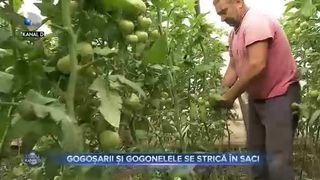 Gogosarii si gogonelele se strica in saci
