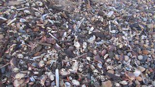 Crustacee și alte viețuitoare marine, vii și moarte, adunate pe o plajă din Marea Britanie