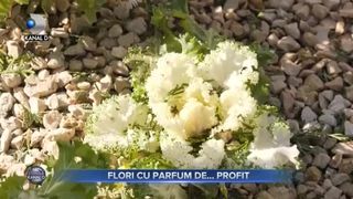 Flori cu parfum de ... profit