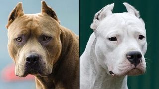 VIDEO | Familie din Arad, atacată de proprii câini. Bunicii au fost mușcați pe tot corpul