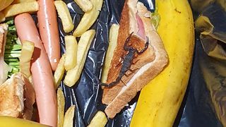 A fost înțepată de un scorpion când a desfăcut o cutie de banane. Incident neobișnuit în Capitală