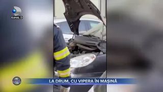 La drum, cu vipera în mașină