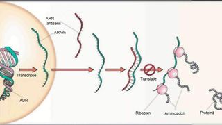 Tehnologia ARN mesager vaccin HIV cancer