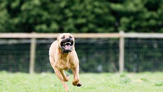 O bunică din SUA a murit ucisă de câinele familiei după ce a căzut de pe scaun. În tot acest timp femeia își ținea nepoata în brațe