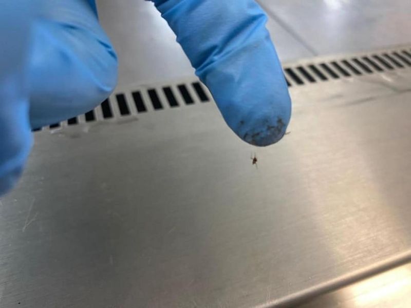 Două magazine IKEA din București, închise temporar de ANPC. Vitrinele din zona alimentară aveau urme de mucegai, praf, rugină, dar și insecte moarte