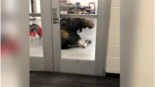 Un elan a dat buzna într-o sală de clasă din Canada