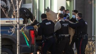 Un elan a dat buzna într-o sală de clasă din Canada