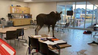 Un elan a dat buzna într-o sală de clasă din Canada