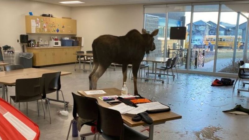 Un elan a dat buzna într-o sală de clasă din Canada