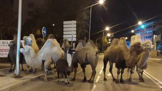 Opt cămile și o lamă, libere pe străzile din Madrid