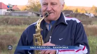 Vaci păzite cu saxofonul