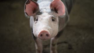 Preţ carne porc Crăciun 2021: Românii vor scoate mai mulţi bani din buzunar