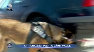 Antrenament pentru c&acirc;inii-vameși