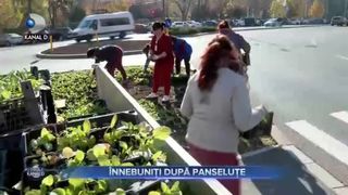 VIDEO - &Icirc;nnebuniți după panseluțe. Bucureștiul &icirc;nflorește &icirc;n plină iarnă. Peisagiștii spun că floricele multicolore se purtau acum 20 de ani