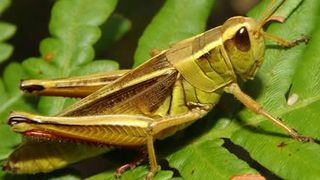 O a doua insectă a  fost considerată ingredient alimentar pentru piaţa UE