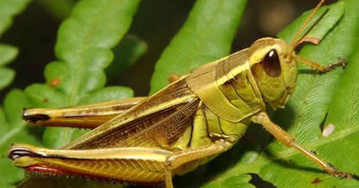 O a doua insectă a fost considerată ingredient alimentar pentru piaţa ...