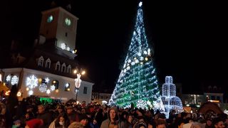 VIDEO| Bradul din Brașov care cântărește 7 tone