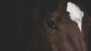 VIDEO | Chef bizar cu calul în sufragerie