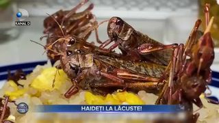 Haideți la lăcuste