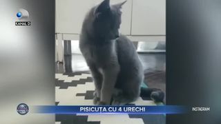 VIDEO | Pisicuța cu 4 urechi aude perfect. Iată cât de simpatică este