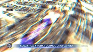 Acuzat că a furat cornul unui căprior