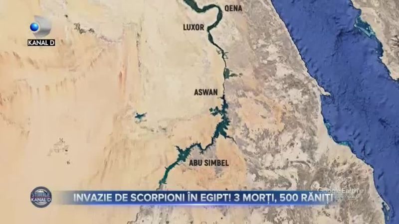 Invazie de scorpioni în Egipt
