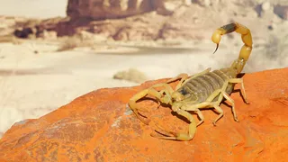 Invazie de scorpioni &icirc;n Egipt: 3 morți, 500 de răniți. Situaţia e dramatică