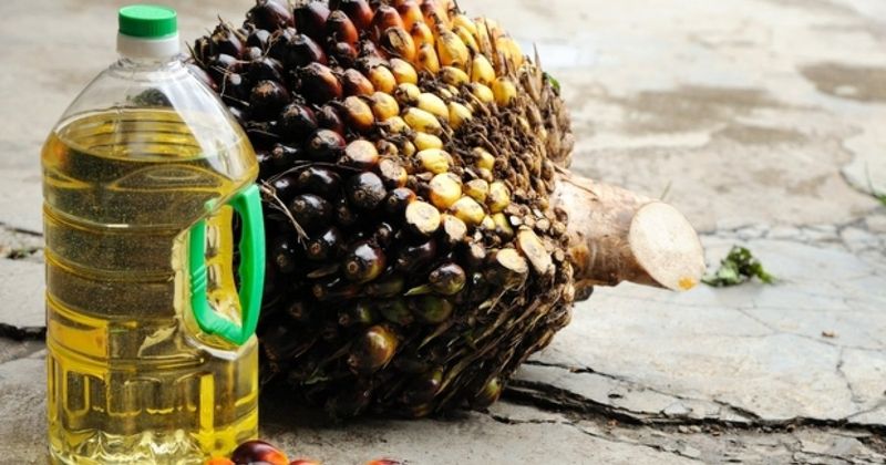 Uleiul de palmier este lider mondial la consum