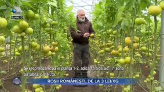 VIDEO | Roșii românești, 3 lei kilogramul. De ce sunt atât de ieftine în această perioadă a anului?