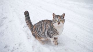 Cum să-ți îngrijești pisica în sezonul rece