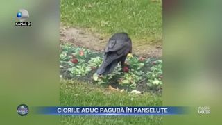 Ciorile aduc pagube &icirc;n panseluțe