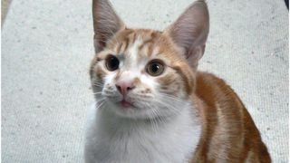 Povestea impresionantă a lui Big Ginge, motanul care s-a &icirc;ntors acasă după un deceniu de la dispariția sa