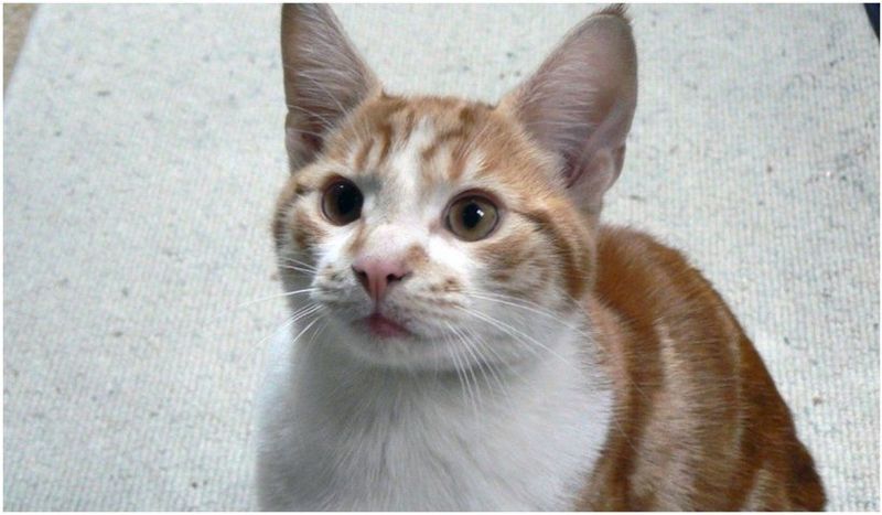 Povestea impresionantă a lui Big Ginge, motanul care s-a întors acasă după un deceniu de la dispariția sa