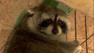 VIDEO | Un raton este noul membru al Microrezervației din Constanța, după ce a fost descoperit &icirc;n curtea unui bărbat care a alertat autoritățile&nbsp;