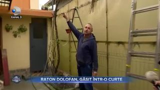 Raton dolofan, găsit &icirc;ntr-o curte