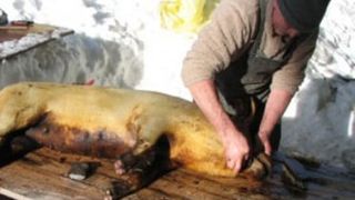 Când e ziua de Ignat 2021: Atunci se taie porcul!  Tradiţii şi obiceiuri