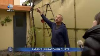 A găsit un raton &icirc;n curte