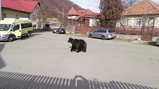Panică &icirc;n Prahova, după ce un urs a apărut chiar &icirc;n fața unei școli