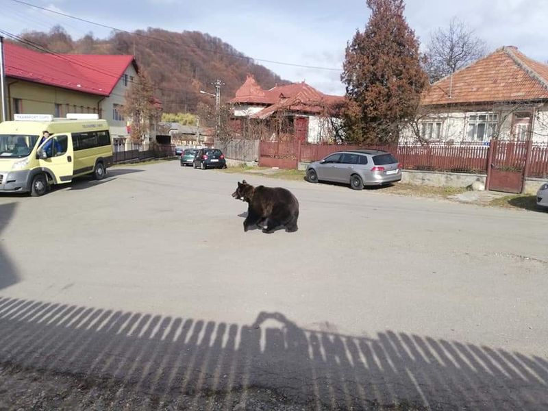 Panică în Prahova, după ce un urs a apărut chiar în fața unei școli