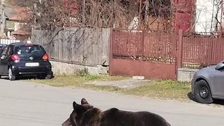 VIDEO | Panică în Prahova, după ce un urs a apărut chiar în fața unei școli. Reacția localnicilor