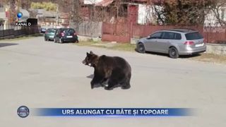 Urs alungat cu bâte și topoare