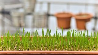 Grâul de Sf. Andrei. Ce semnificație are acest obicei creștin